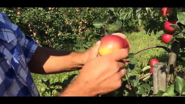 Яблоня сорт Редфри смотреть онлайн