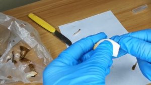 Быстрое размножение нарциссов