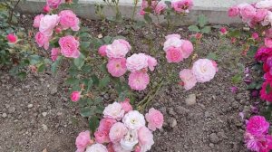 Розы в конце сентября: Бад Бирнбах, Сангрия, Вальферда?