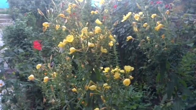 Цветы распускаются на глазах