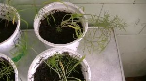 Петуния, фенхель, анис, перцы и наша Сима  Проблемы и мо