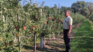 Сорт яблони Дельбар Жюбиле в 2024г.