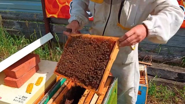 3 часть.Полный цикл развития июньских отводков Бакфас? смотреть онлайн