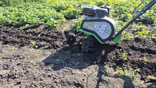 пришла посылка от подписчицы с саженцами смотреть онлайн