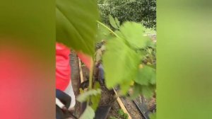 Чтобы малина не разрасталась