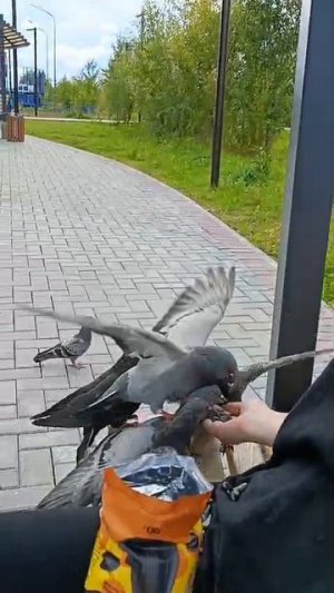 Голуби 🕊️