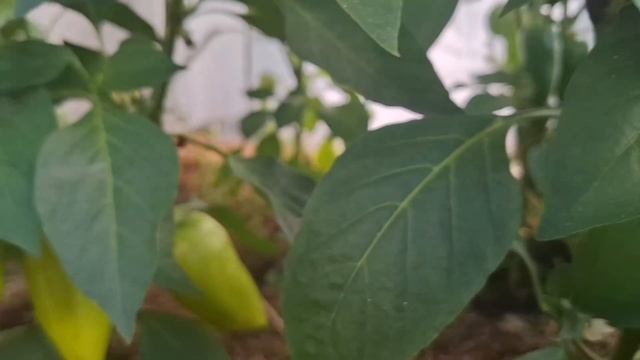 Наш огород,где все растёт. 😄 смотреть онлайн