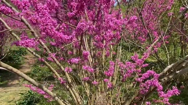 Цветущий Адлер в конце марта.