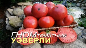 Томатный гном УЭВЕРЛИ (Dwarf Waverley). Обзор сортов ТОМАТОВ!