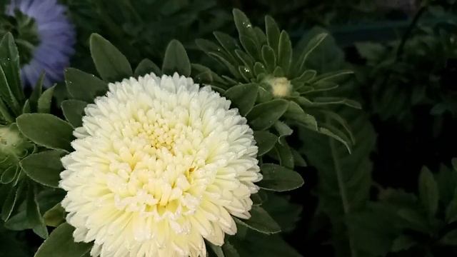 Цветение Астры от Биотехники и моей рассады смотреть онлайн