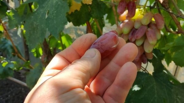 В гостях у виноградаря селекционера Балабанова А.Ф.