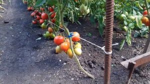 Новый сорт: Сызранская пипочка (Обзор) - 2023. ЛПХ "Стабил?