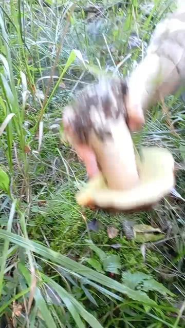 Белые ГИГАНТЫ смотреть онлайн