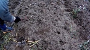 Посадка озимого чеснока осенью.