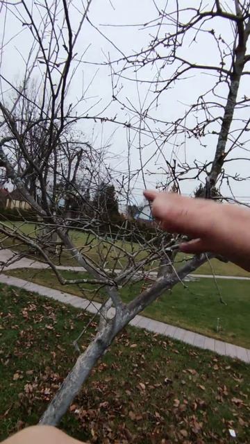 детальная обрезка яблони часть 3 смотреть онлайн