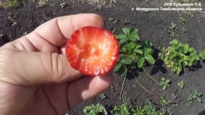 Полька 21 06 2022 г