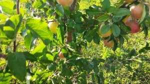 Яблоня сорт Граф Эззо