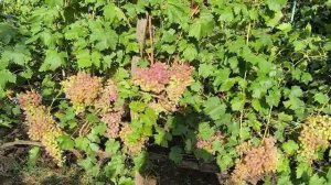 Джолин,пандора и другие сорта винограда после дождей.