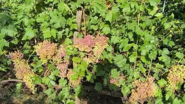 Джолин,пандора и другие сорта винограда после дождей.