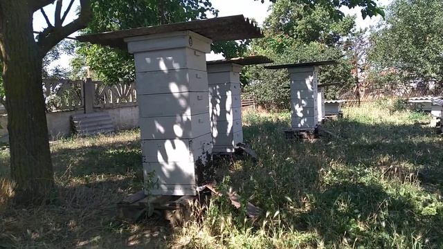 Противороевой прием с временной отсадкой матки срабо?