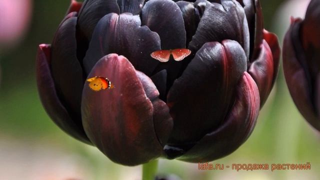 Тюльпан махровый Блэк Хиро (tulipa Blek-khiro) 🌿 обзор: как са?