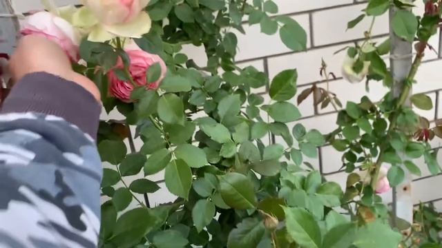 Обзор лучших роз, какие  сорта роз посадить , весна 2024 ?