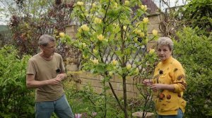 Зимостойкие магнолии для средней полосы