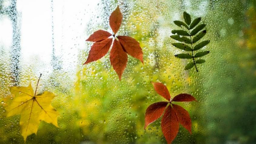 Елена Тасуева. В осеннем саду смотреть онлайн