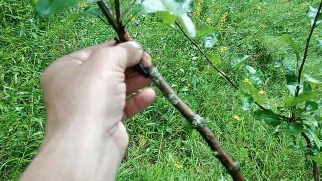 Август- время снятия обвязки от прививки 2025 г. смотреть онлайн