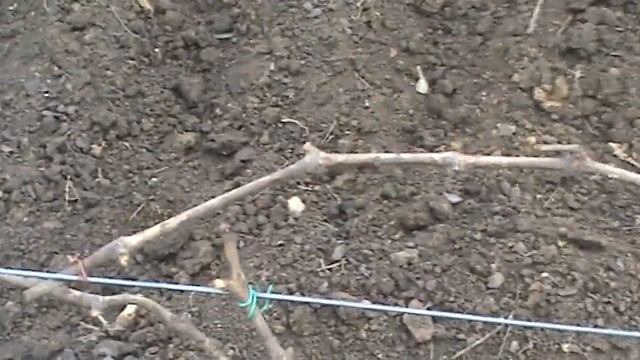 Когда обрабатывать виноград весной. Защита винограда