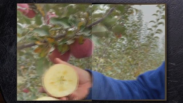 Как отечественные яблоки подвели Россию