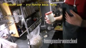 Техника посева мицелия вешенки нулевой генерации