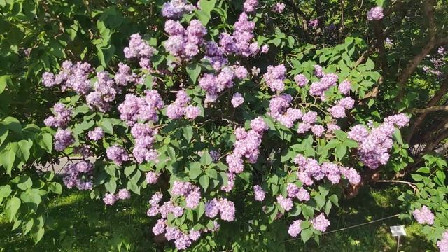 Цветение сирени в Ботаническом саду МГУ. ЭКСКУРСИЯ. FHD6 смотреть онлайн