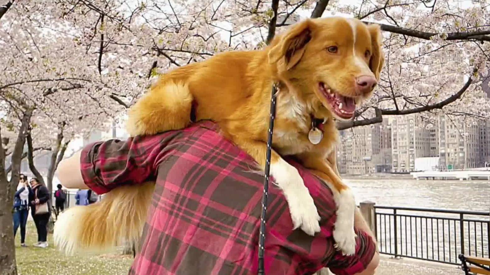 Глазами пса — Русский трейлер (2025) смотреть онлайн