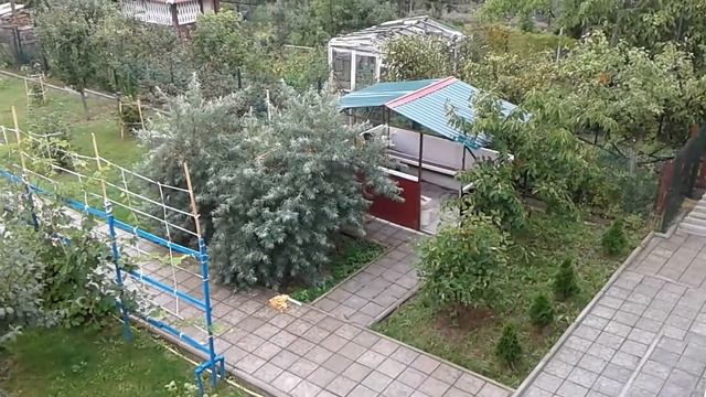 Облепиха  в саду. Мой маленький  и уютный  сад.  Вид из  о