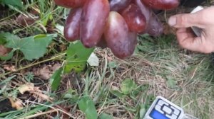 Виноград эмир