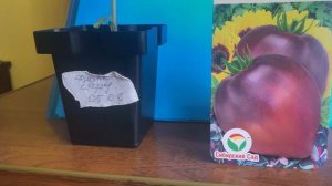 Томат Фиолетовое сердце АФ  Сибирский сад часть 1