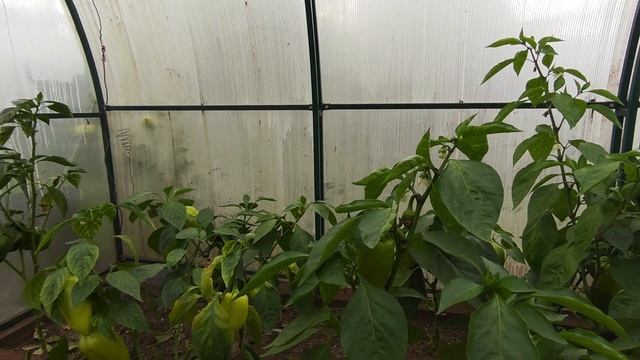 электрокультура ч.4 (через 3 недели, после изменения высоты антенок)