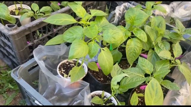 Трипс на рассаде. Первые признаки 