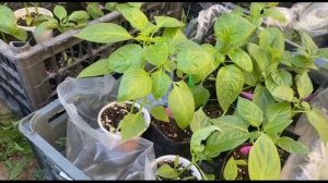 Трипс на рассаде. Первые признаки 🍅