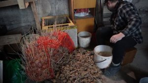 Как перебрать картофель от ростков на посадку по-дере?
