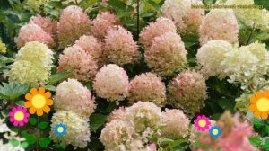 Гортензия метельчатая. Краткий обзор, описание hydrangea pa