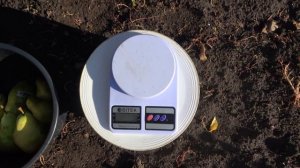 Груша ДЕЛЬВИМОР: урожайный и крупноплодный осенний  с?