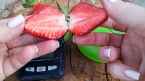 ДЕГУСТАЦИЯ КЛУБНИКИ 🍓 😋 СУПЕР СЛАДКАЯ ТЕА 🍓👍