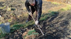 Как сохранить саженец до весны, который приобрели поз?