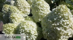 СОРТ ГОРТЕНЗИИ  СКАЙФОЛЛ