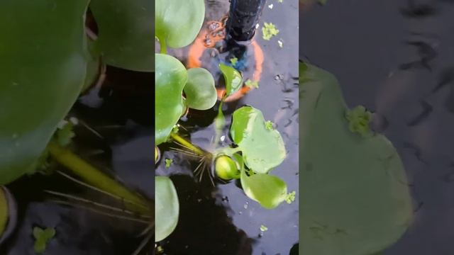 Биоплато, доочищающее воду после Аэрационной установ? смотреть онлайн