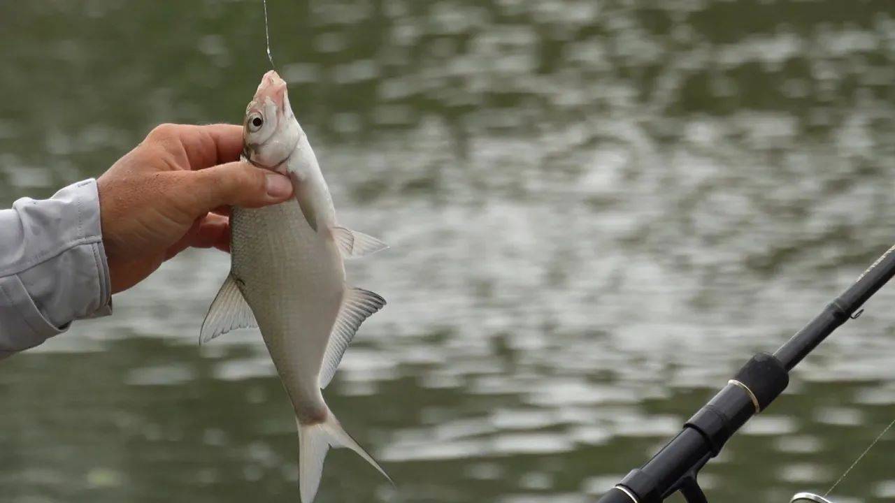 Фидерная ловля с Владимиром Павлищевым. Ловим подлещика, плотву и другую рыбу. смотреть онлайн