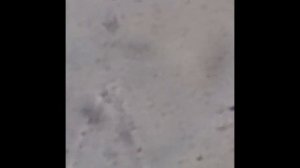 Новоспорин микс от тутАгро  Микроскопия 4 дня спустя