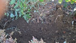 Размножение декоративной жимолости отводками